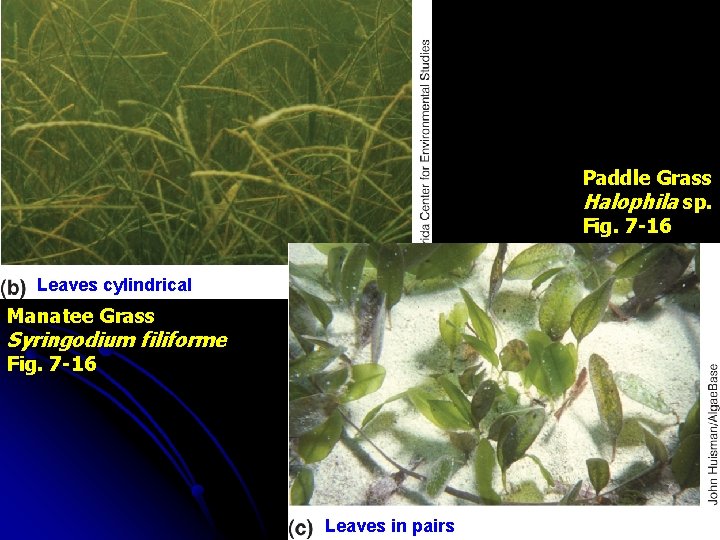 Paddle Grass Halophila sp. Fig. 7 -16 Leaves cylindrical Manatee Grass Syringodium filiforme Fig.