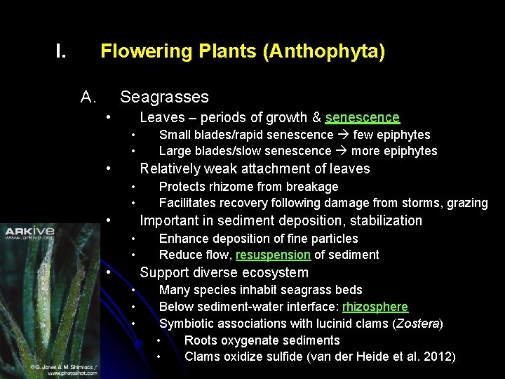 I. Flowering Plants (Anthophyta) A. Seagrasses • Leaves – periods of growth & senescence