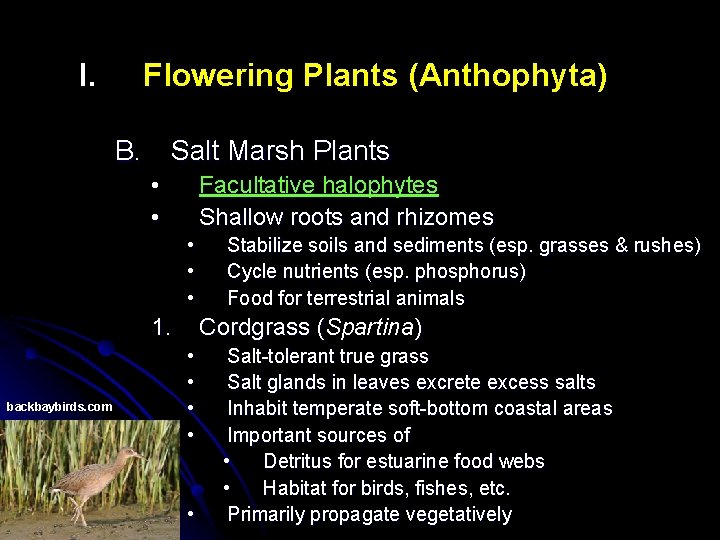 I. Flowering Plants (Anthophyta) B. Salt Marsh Plants • • Facultative halophytes Shallow roots