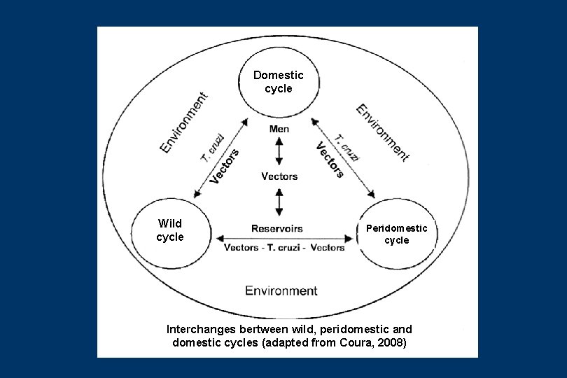 Domestic cycle Wild cycle Peridomestic cycle Interchanges bertween wild, peridomestic and domestic cycles (adapted