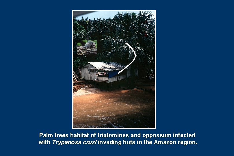 Palm trees habitat of triatomines and oppossum infected with Trypanosa cruzi invading huts in