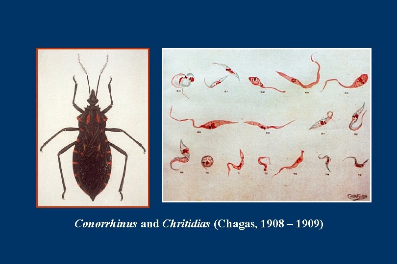 Conorrhinus and Chritidias (Chagas, 1908 – 1909) 