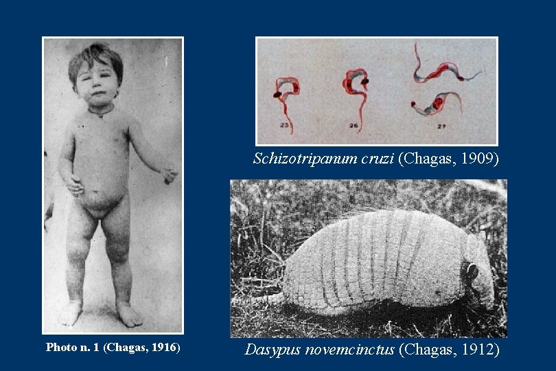 Schizotripanum cruzi (Chagas, 1909) Photo n. 1 (Chagas, 1916) Dasypus novemcinctus (Chagas, 1912) 