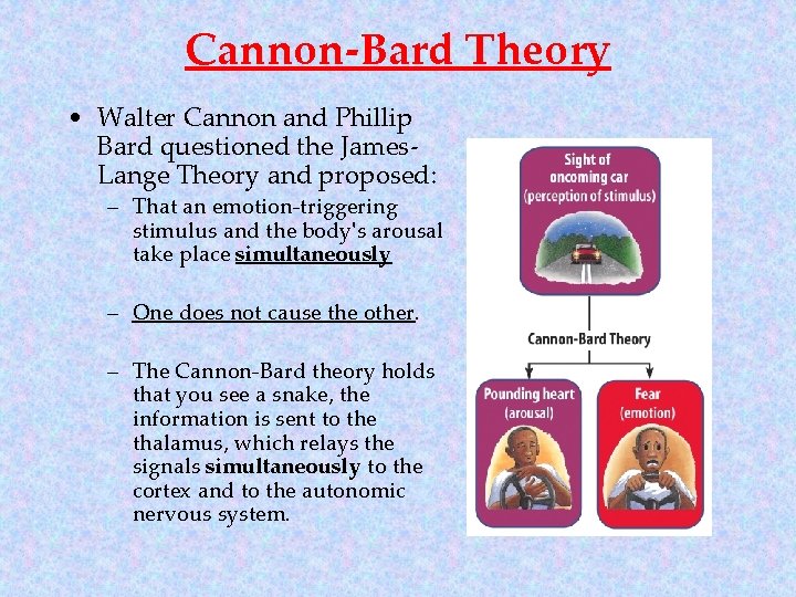 Cannon-Bard Theory • Walter Cannon and Phillip Bard questioned the James. Lange Theory and