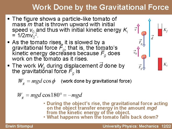 Work Done by the Gravitational Force § The figure shows a particle-like tomato of