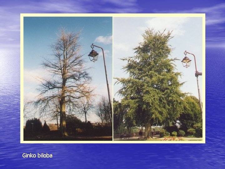 Ginko biloba 