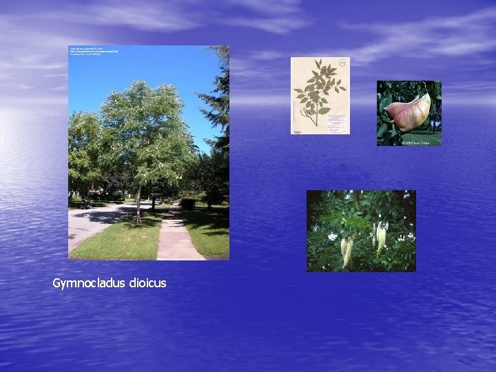 Gymnocladus dioicus 