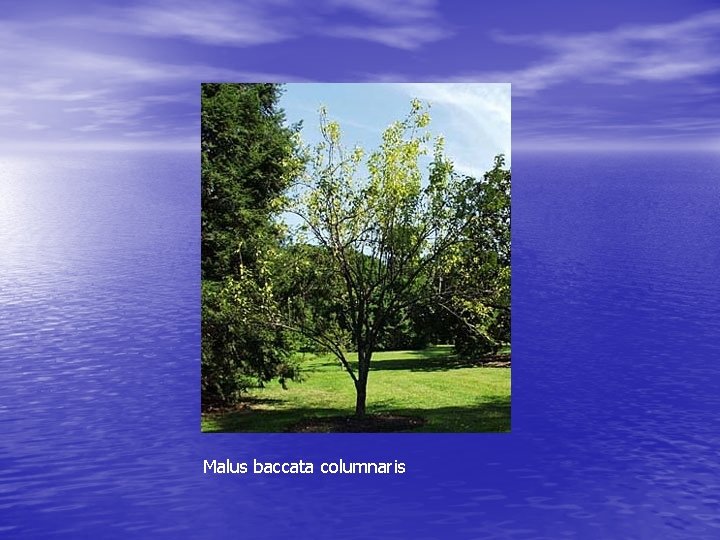 Malus baccata columnaris 