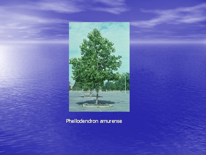 Phellodendron amurense 