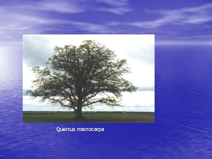 Quercus macrocarpa 
