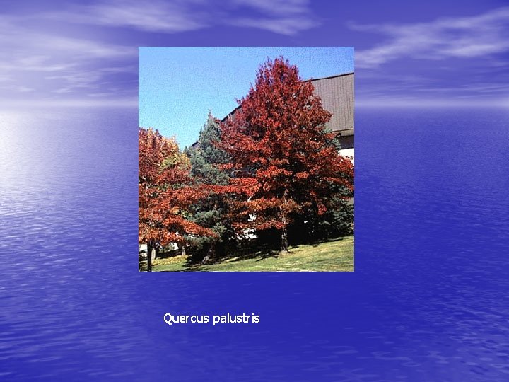Quercus palustris 