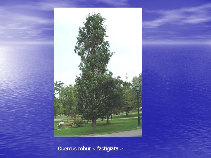 Quercus robur » fastigiata » 