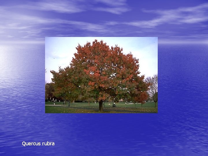 Quercus rubra 
