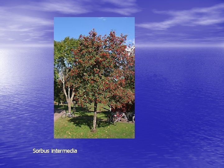 Sorbus intermedia 