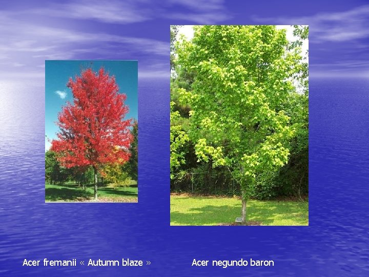 Acer fremanii « Autumn blaze » Acer negundo baron 