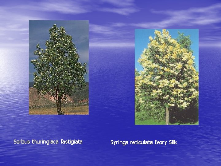 Sorbus thuringiaca fastigiata Syringa reticulata Ivory Silk 