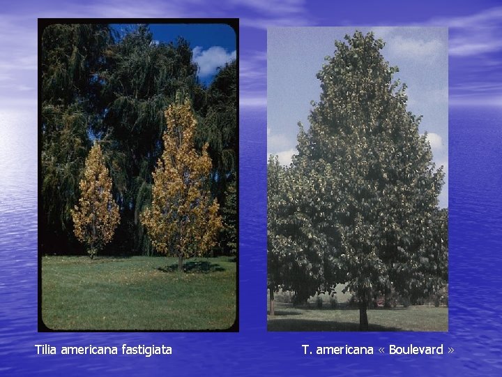 Tilia americana fastigiata T. americana « Boulevard » 