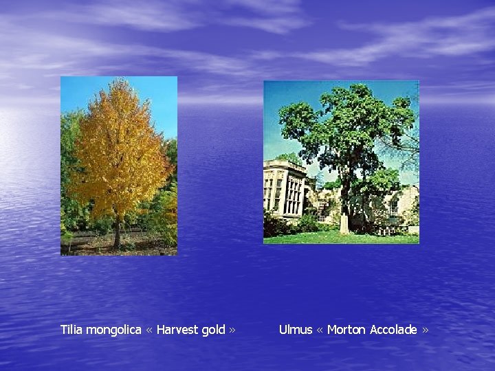 Tilia mongolica « Harvest gold » Ulmus « Morton Accolade » 