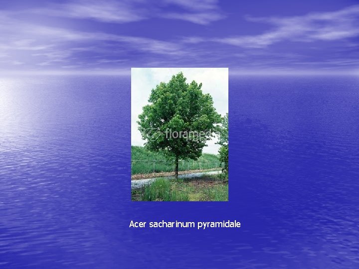 Acer sacharinum pyramidale 