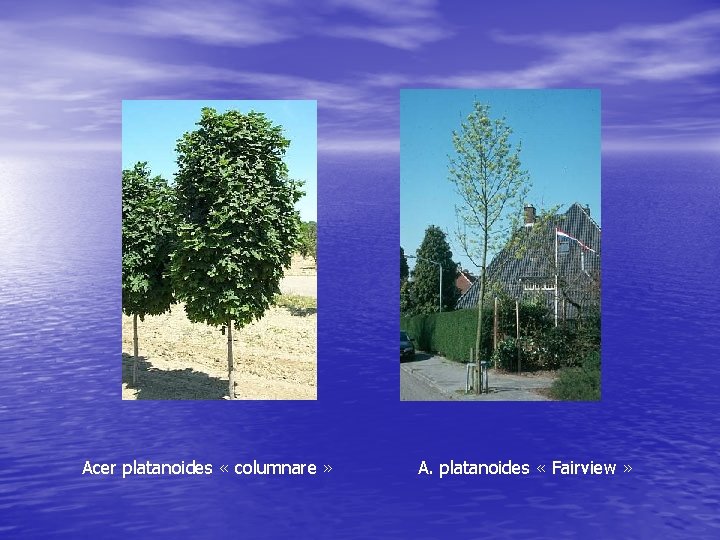 Acer platanoides « columnare » A. platanoides « Fairview » 