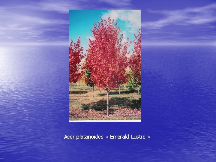 Acer platanoides « Emerald Lustre » 