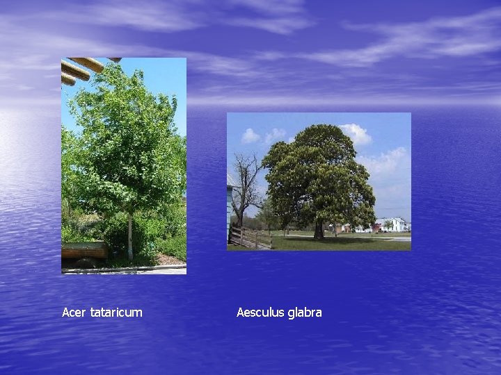 Acer tataricum Aesculus glabra 