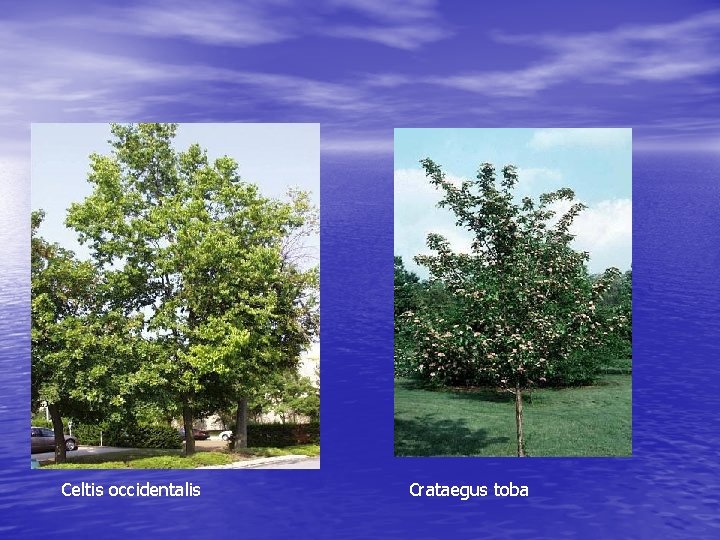 Celtis occidentalis Crataegus toba 