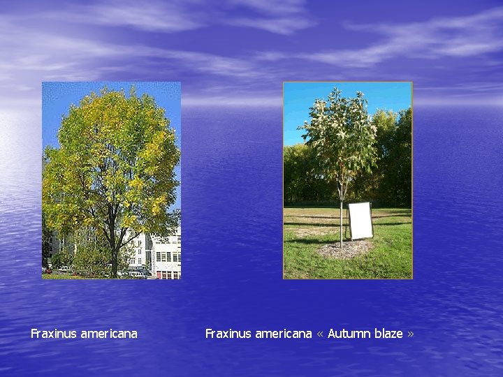 Fraxinus americana Fraxinus americana « Autumn blaze » 
