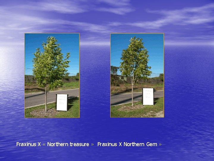 Fraxinus X « Northern treasure » Fraxinus X Northern Gem » 