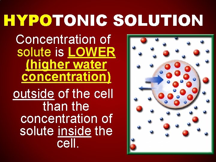 HYPOTONIC SOLUTION Concentration of solute is LOWER (higher water concentration) outside of the cell