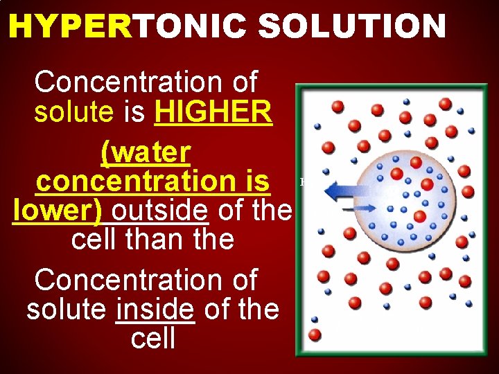 HYPERTONIC SOLUTION Concentration of solute is HIGHER (water concentration is lower) outside of the