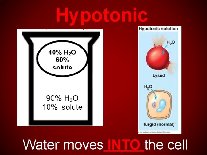 Hypotonic Water moves INTO the cell 