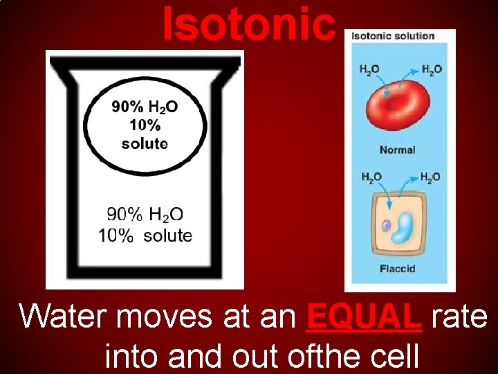 Isotonic Water moves at an EQUAL rate into and out ofthe cell 