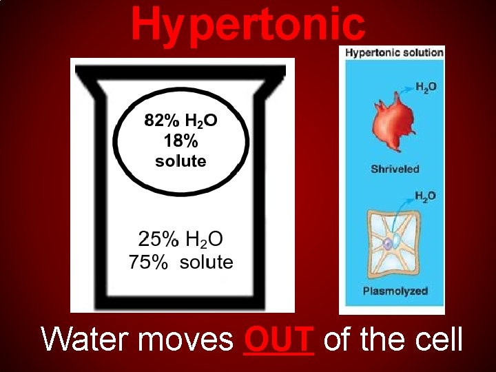 Hypertonic Water moves OUT of the cell 