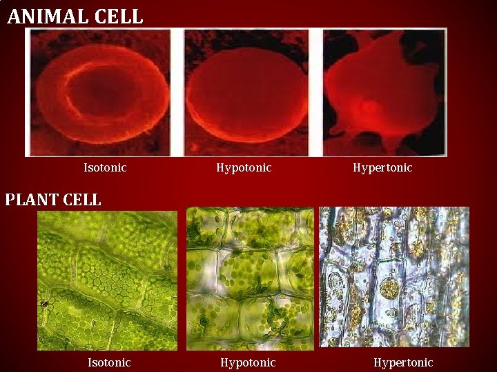 ANIMAL CELL Isotonic Hypertonic PLANT CELL Isotonic Hypertonic 