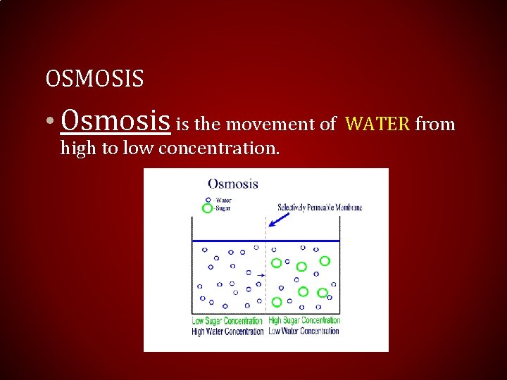 OSMOSIS • Osmosis is the movement of high to low concentration. WATER from 