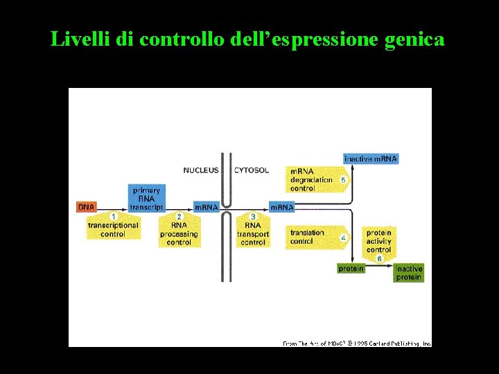 Livelli di controllo dell’espressione genica 