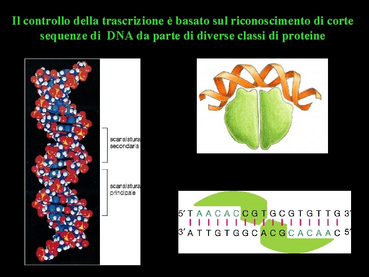 Il controllo della trascrizione è basato sul riconoscimento di corte sequenze di DNA da