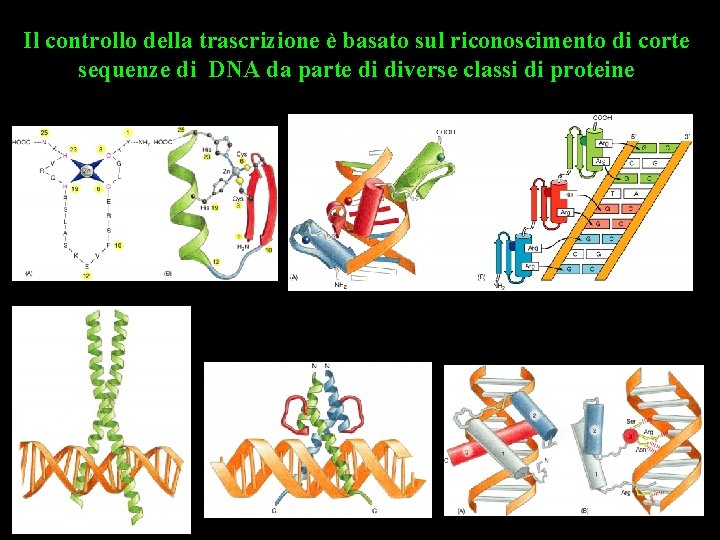 Il controllo della trascrizione è basato sul riconoscimento di corte sequenze di DNA da