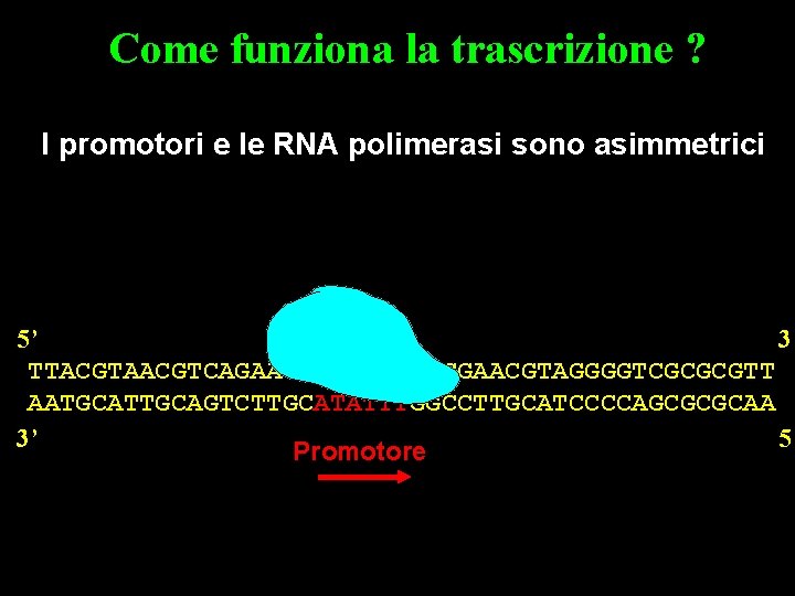 Come funziona la trascrizione ? I promotori e le RNA polimerasi sono asimmetrici 5’