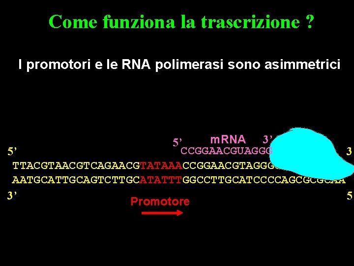 Come funziona la trascrizione ? I promotori e le RNA polimerasi sono asimmetrici m.