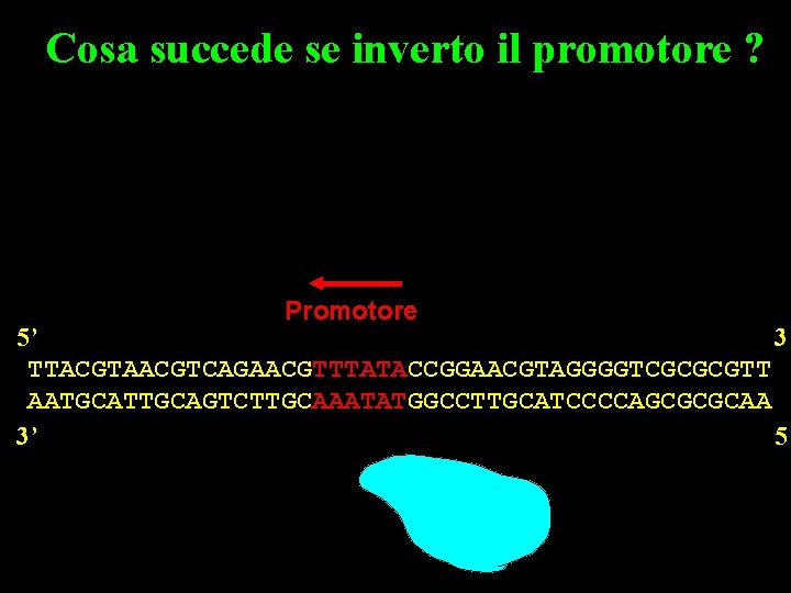 Cosa succede se inverto il promotore ? Promotore 5’ 3’ TTACGTAACGTCAGAACGTTTATACCGGAACGTAGGGGTCGCGCGTT AATGCATTGCAGTCTTGCAAATATGGCCTTGCATCCCCAGCGCGCAA 3’ 5’