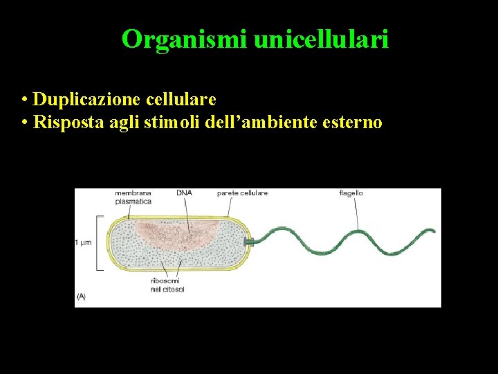 Organismi unicellulari • Duplicazione cellulare • Risposta agli stimoli dell’ambiente esterno 