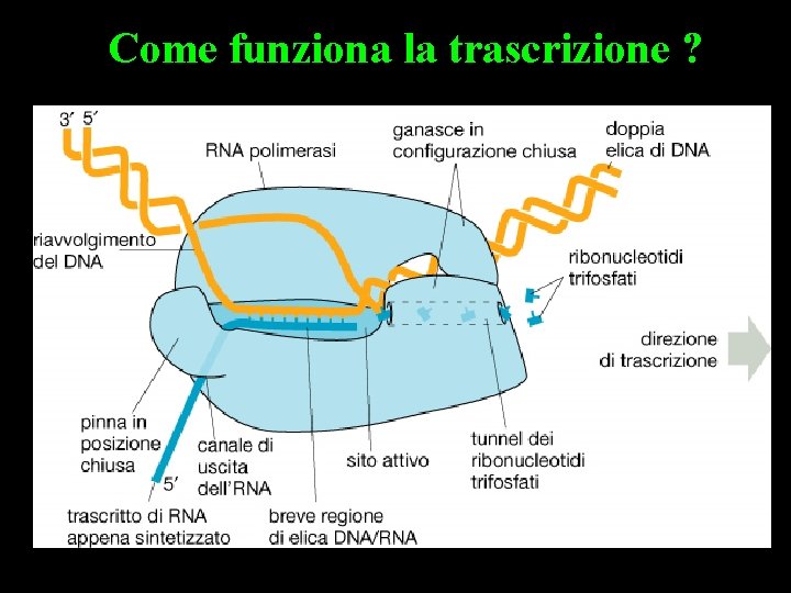 Come funziona la trascrizione ? 