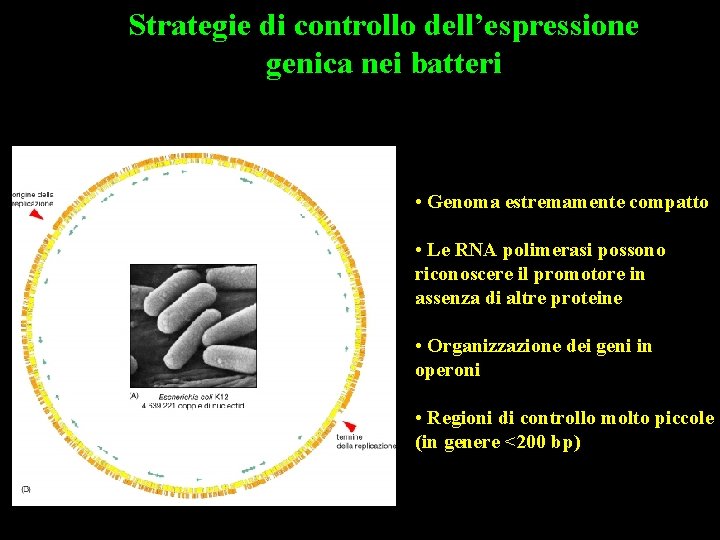 Strategie di controllo dell’espressione genica nei batteri • Genoma estremamente compatto • Le RNA