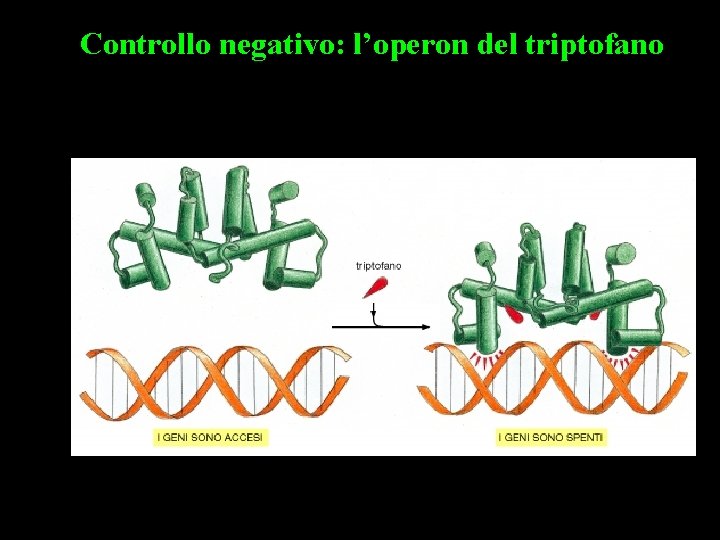 Controllo negativo: l’operon del triptofano 