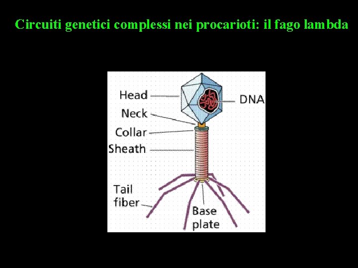 Circuiti genetici complessi nei procarioti: il fago lambda 