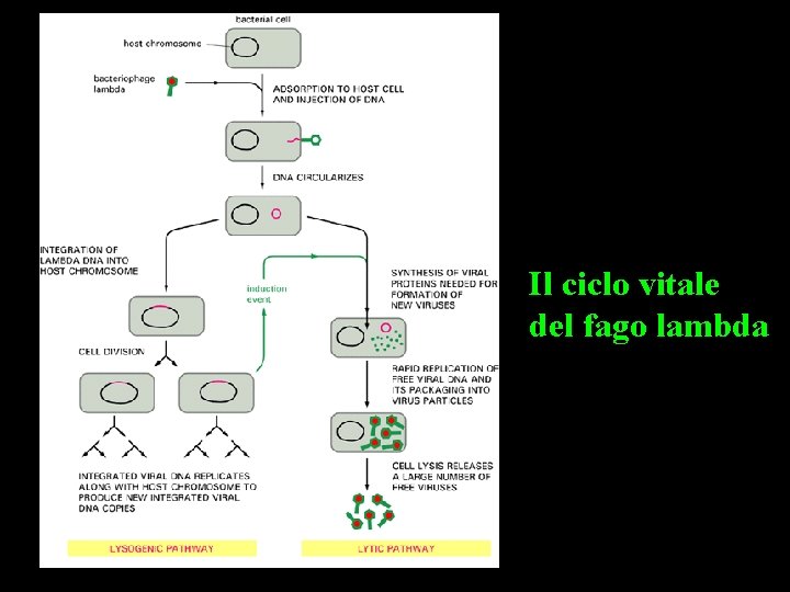 Il ciclo vitale del fago lambda 