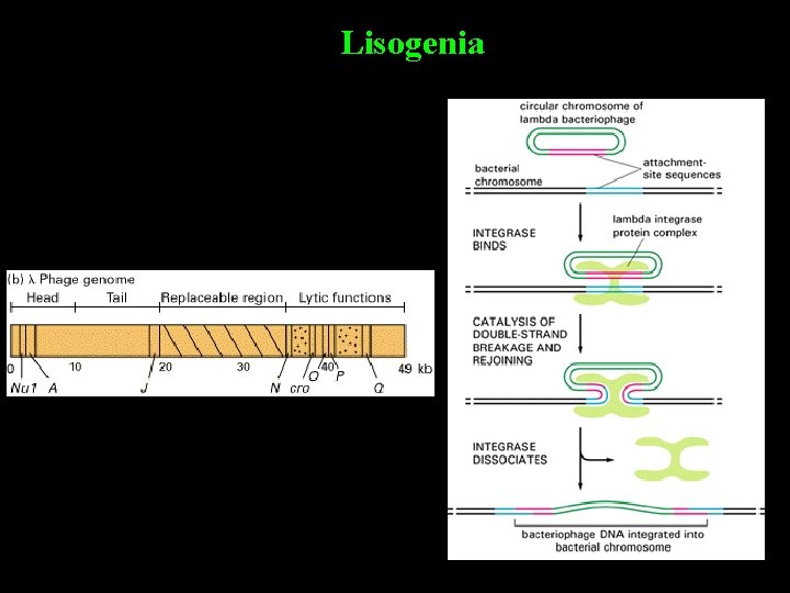 Lisogenia 