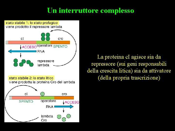 Un interruttore complesso La proteina c. I agisce sia da repressore (sui geni responsabili